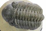 Detailed Reedops Trilobite - Atchana, Morocco #359176-3